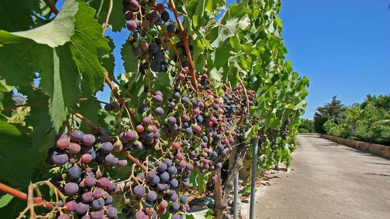 Rafalet Pollença Vila
